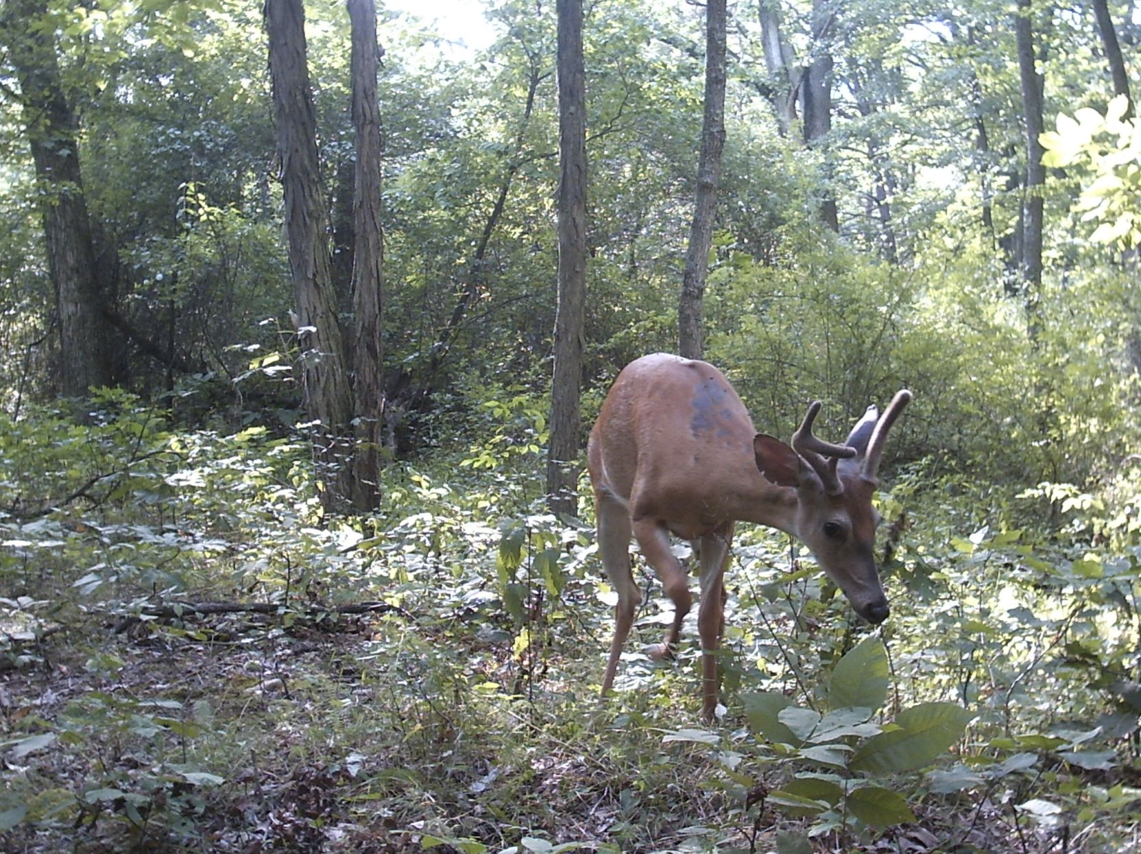CWD?